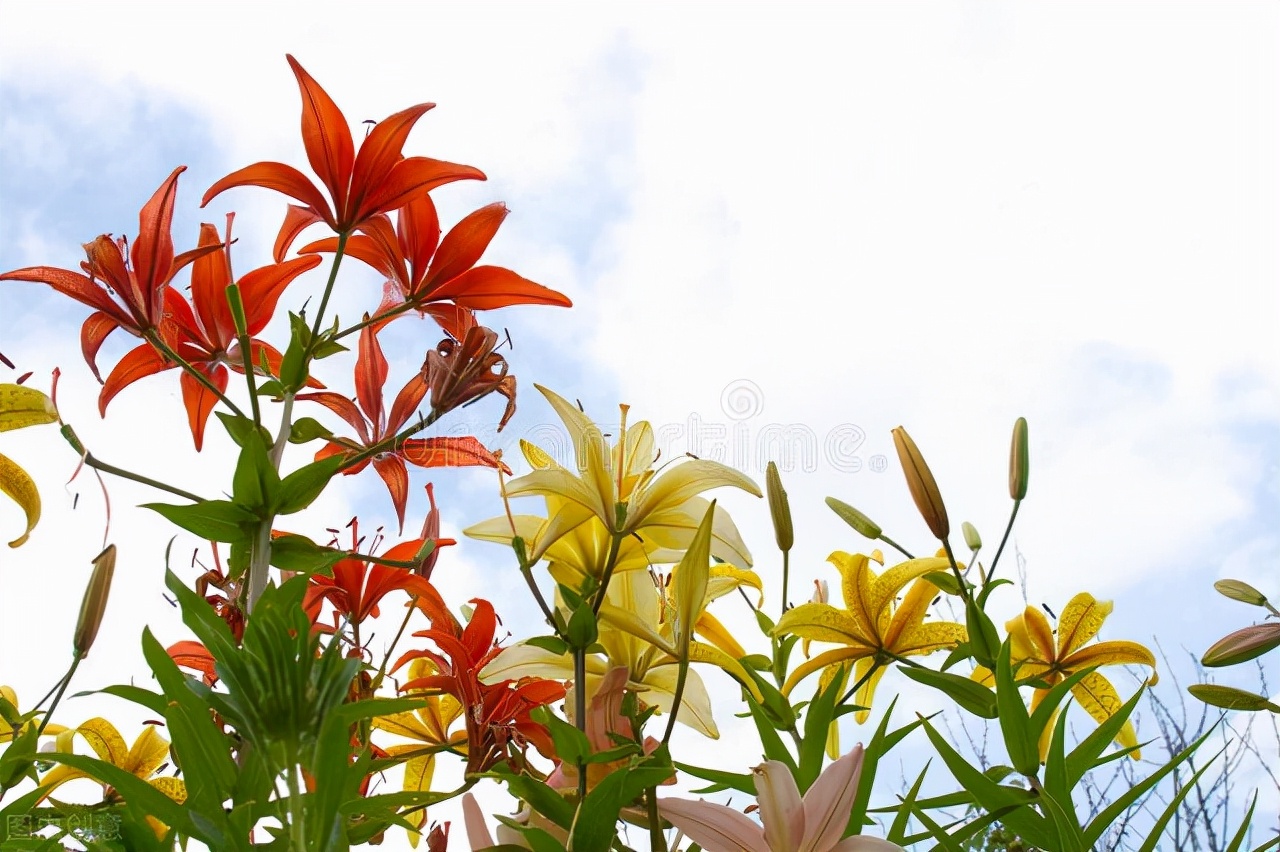 道歉送什么花比较好（道歉送哪种颜色的花朵呢） 3