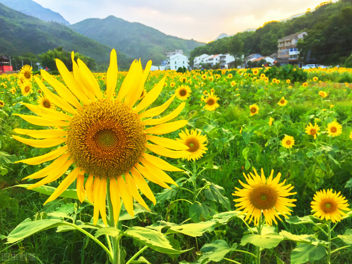 探望病人送什么花最好（住院看望病人送什么） 1